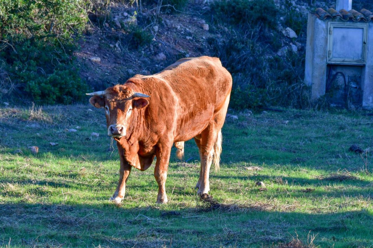 Willa Agriturismo Sardo Campavaglio Zewnętrze zdjęcie